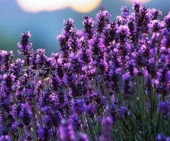 Lavanda