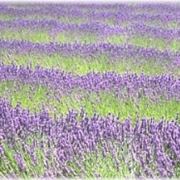 Campo di lavanda