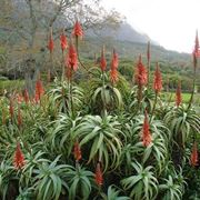 Aloe arborescens