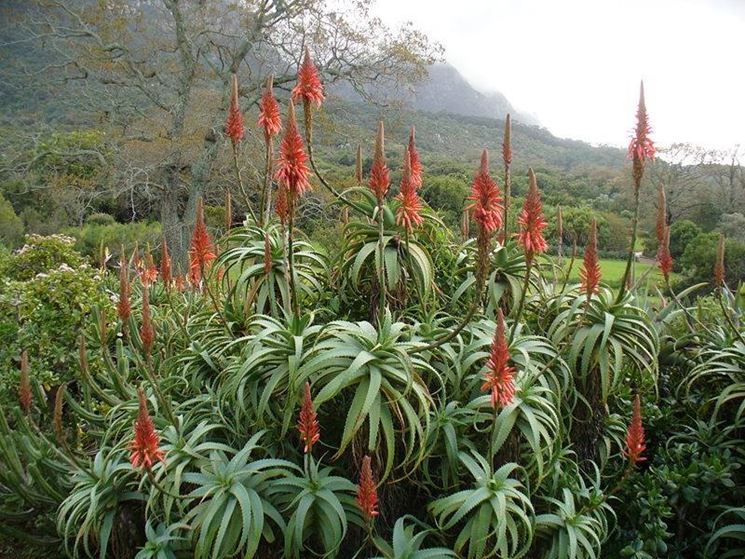 Aloe arborescens