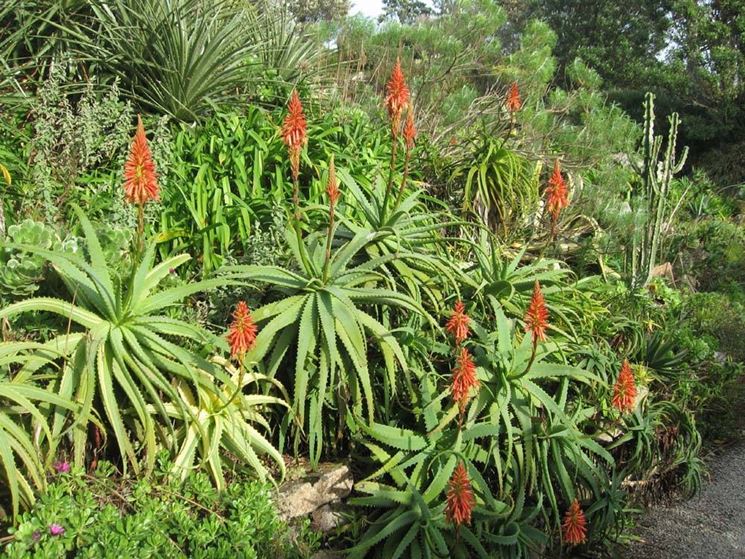 Aloe arborescens