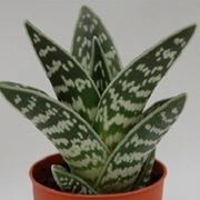 aloe variegata