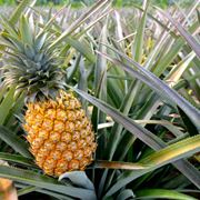 propriet ananas