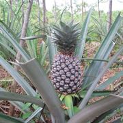 Coltivazione ananas
