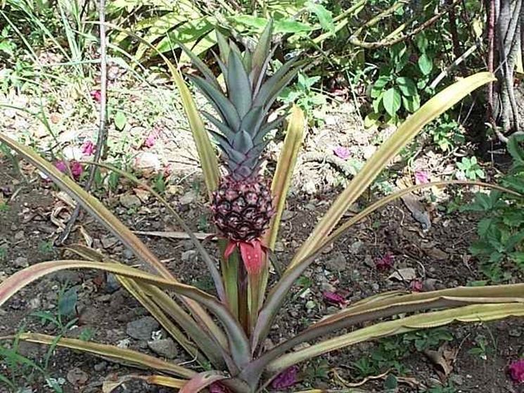 Coltivazione ananas