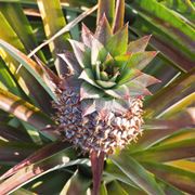 coltivare ananas