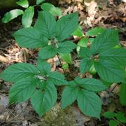 Ginseng proprietà