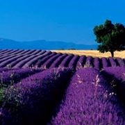 lavanda significato