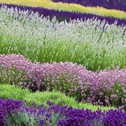 Potatura lavanda