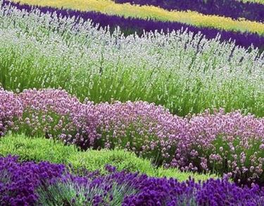 Potatura lavanda