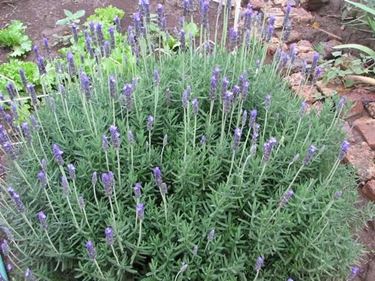 Potatura lavanda