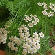 achillea