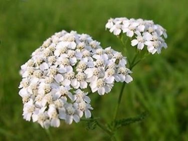 achillea