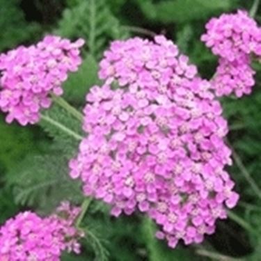 achillea