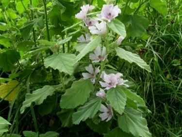 La piante dell'Altea officinalis