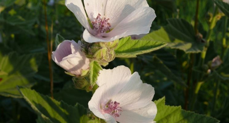 Dettaglio del fiore dell'Altea