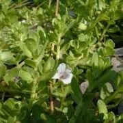 LA Bacopa monnieri