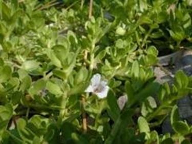 LA Bacopa monnieri