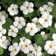 bacopa pianta