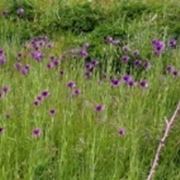 Pianta e fiore della Barba di becco