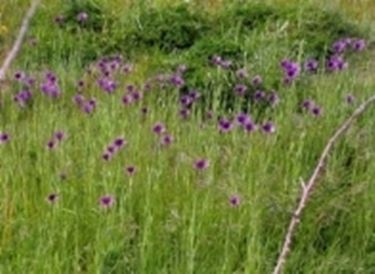 Pianta e fiore della Barba di becco