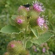 Pianta e fiori di Bardana