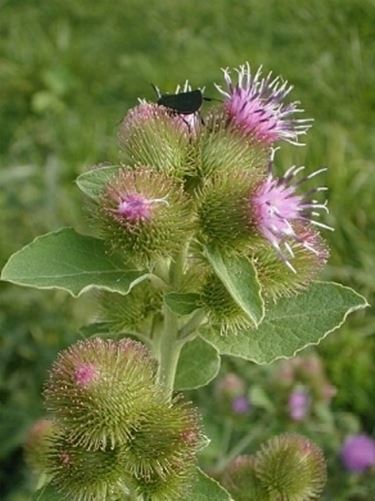 Pianta e fiori di Bardana