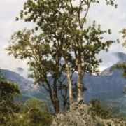 Albero si Boswellia serrata