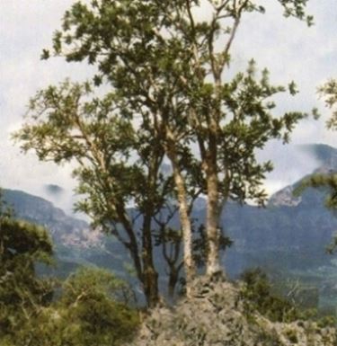 Albero si Boswellia serrata