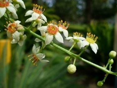 Dettaglio dei fiori di Boswellia