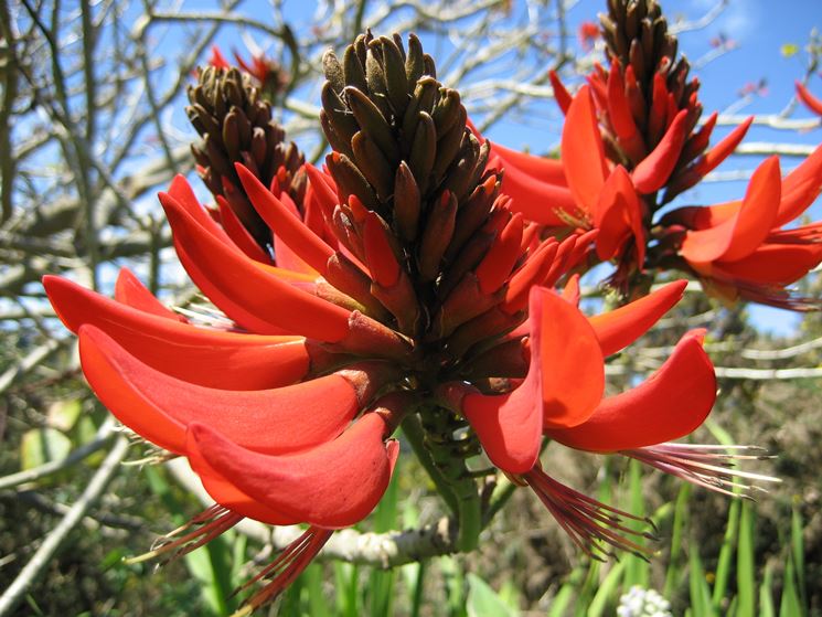 fiore di butea superba