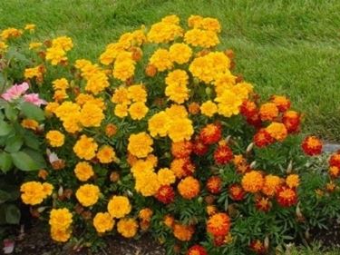 Cespuglio di calendule