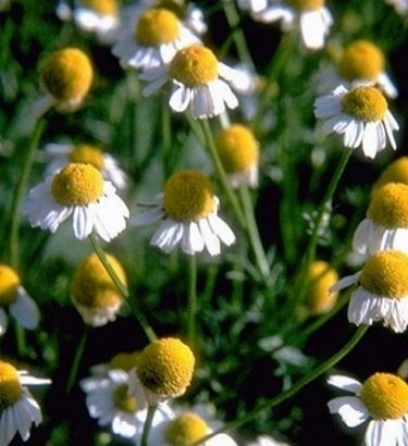 Fiori di Matricaria recutita