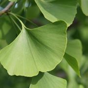 Ginkgo biloba