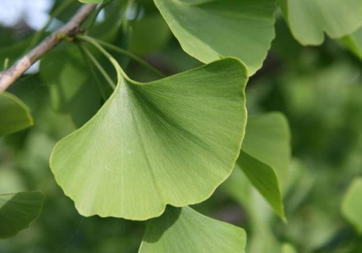 Ginkgo biloba