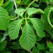 Gynostemma pentaphyllum pianta