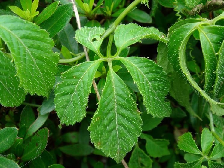 Gynostemma pentaphyllum pianta