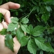 gynostemma