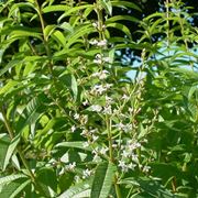 lippia citriodora