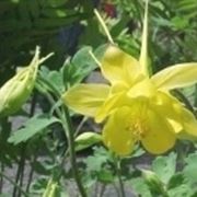 aquilegia