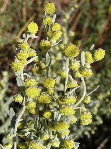 Fiori di Artemisia