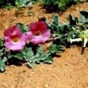 Pianta con fiore di arpagofito