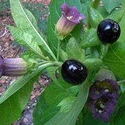 belladonna pianta