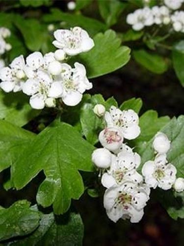 Fiori di biancospino.