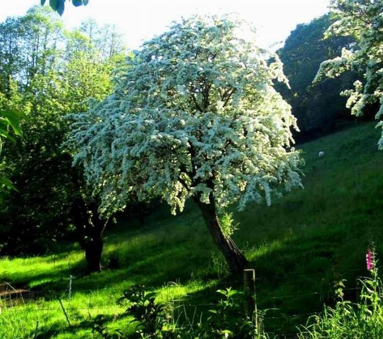 Biancospino in fiore