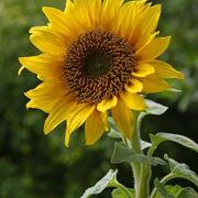 Girasole