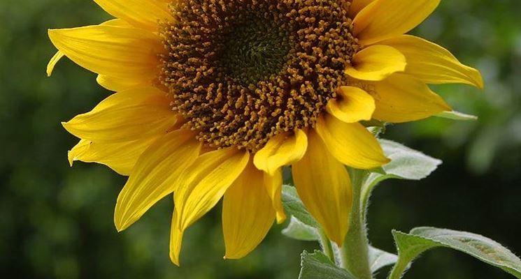 Girasole