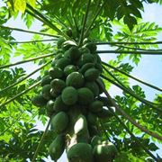 Papaya