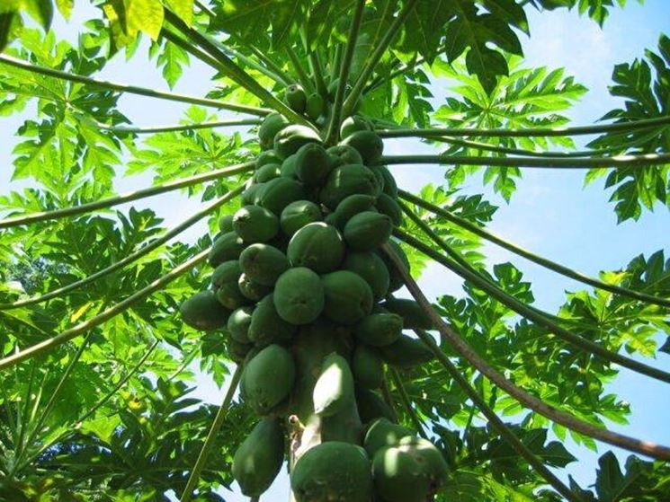 Papaya