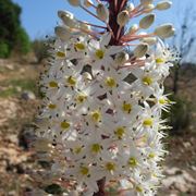 scilla marittima